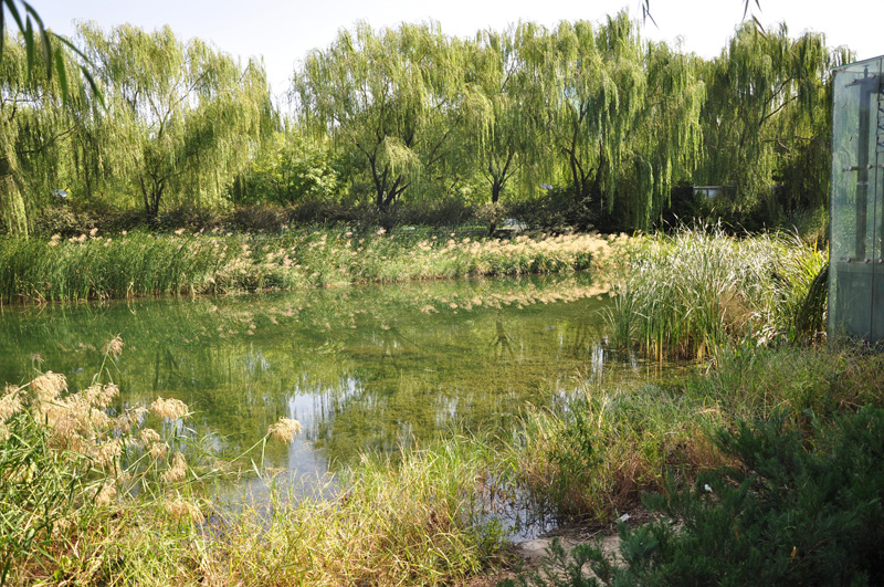 水體生態修復調水養水